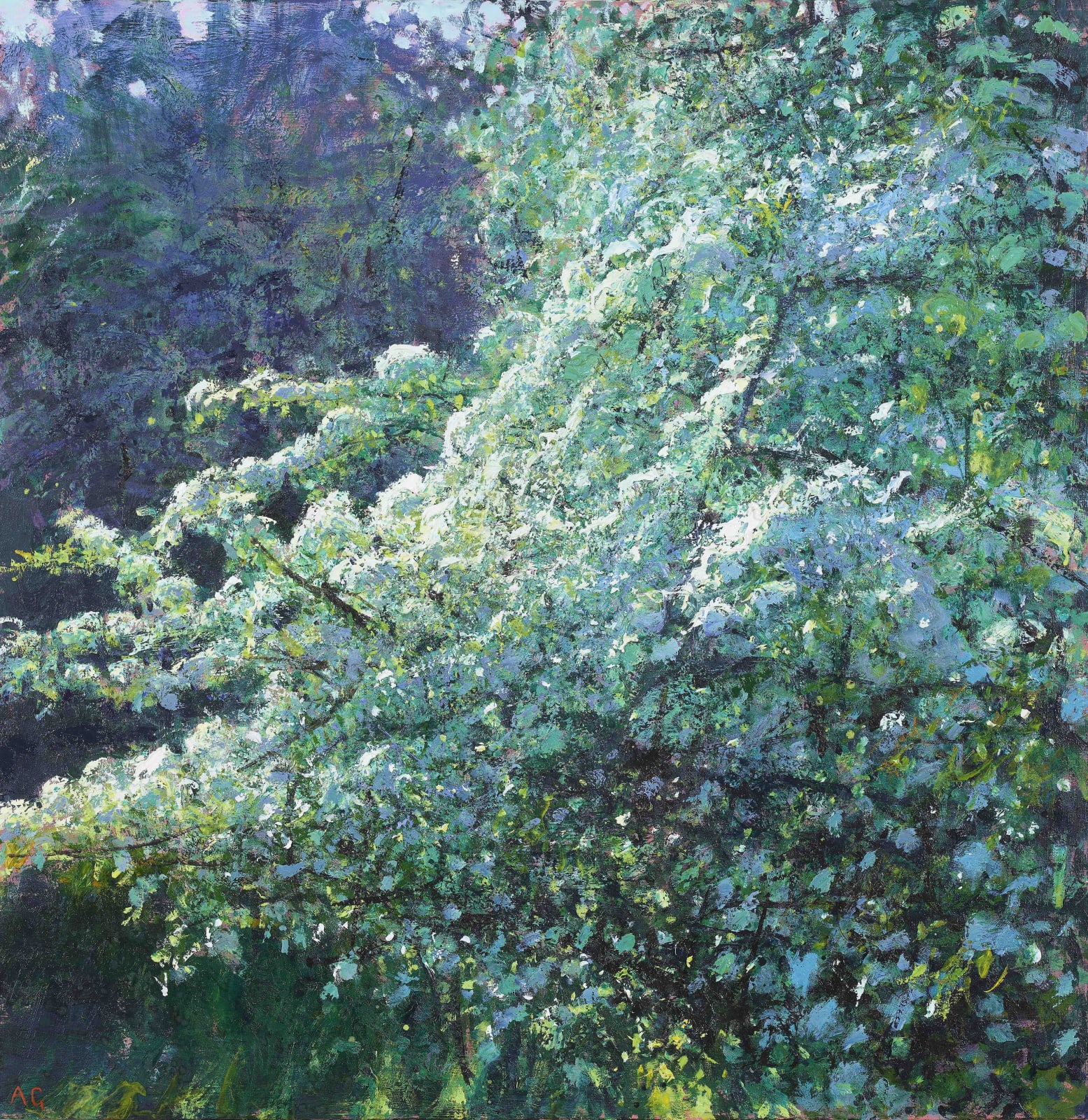 Andrew Gifford, 17. Study of Light on Hawthorn in Full Blossom, 2021