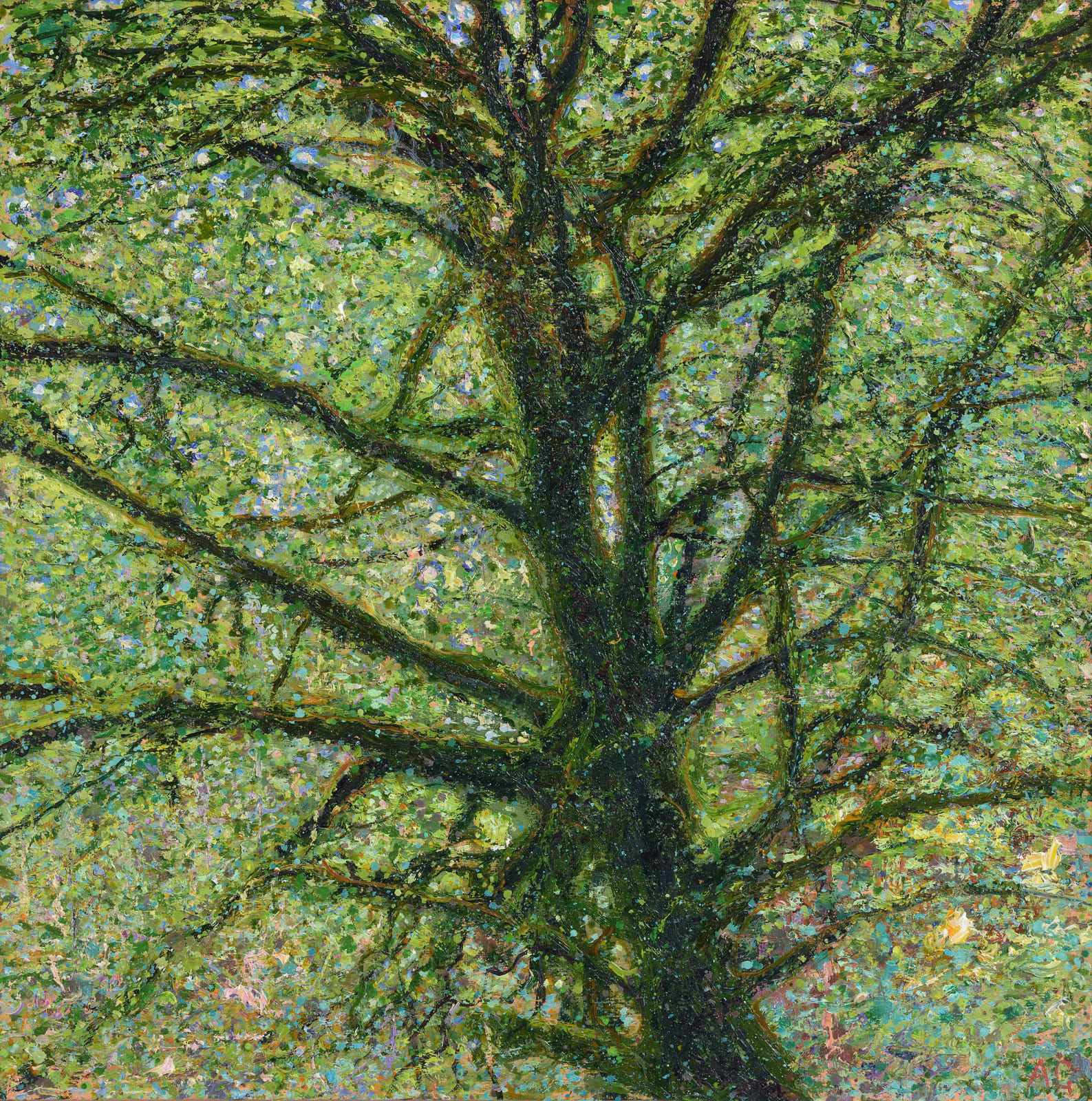 Andrew Gifford, 37. Silhouetted Oak near Tobermory, Mull, 2024