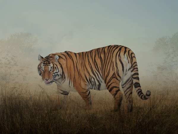 Rory Carnegie, Shanti, Bengal Tiger