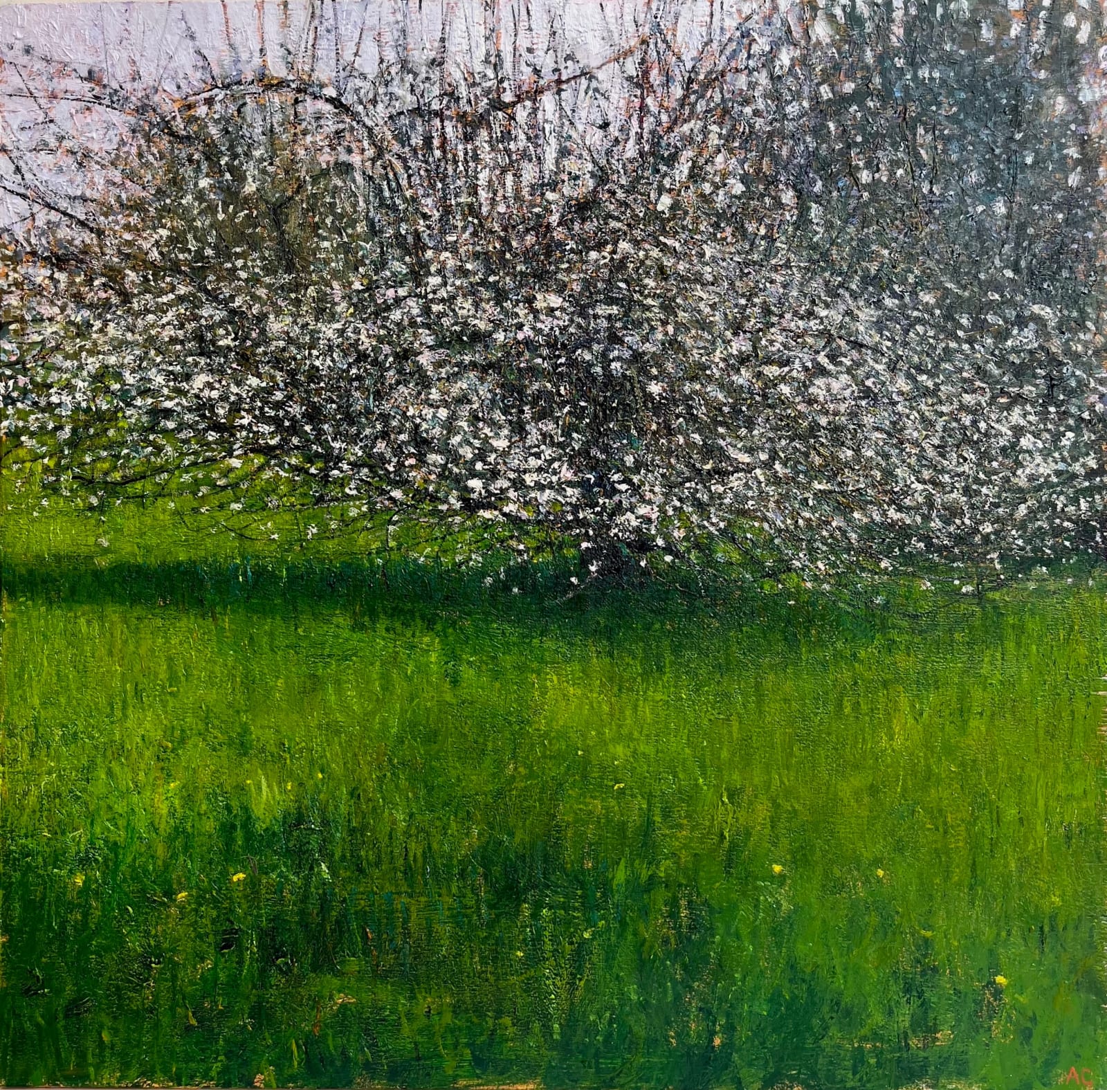 Andrew Gifford, Apple Tree near Gout-Rossignol, Dordogne, 2024