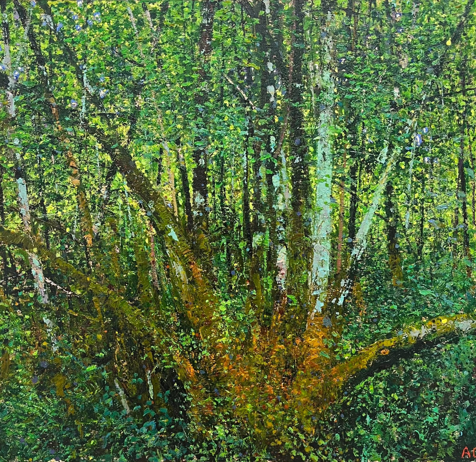 Andrew Gifford, 75. Moss & lichen on Birch Blaenau Ffestiniog Maentwrog, 2025