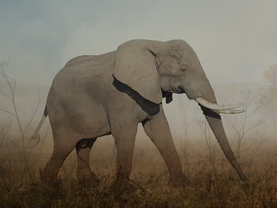 Rory Carnegie, Harry 2, African Elephant (Large)