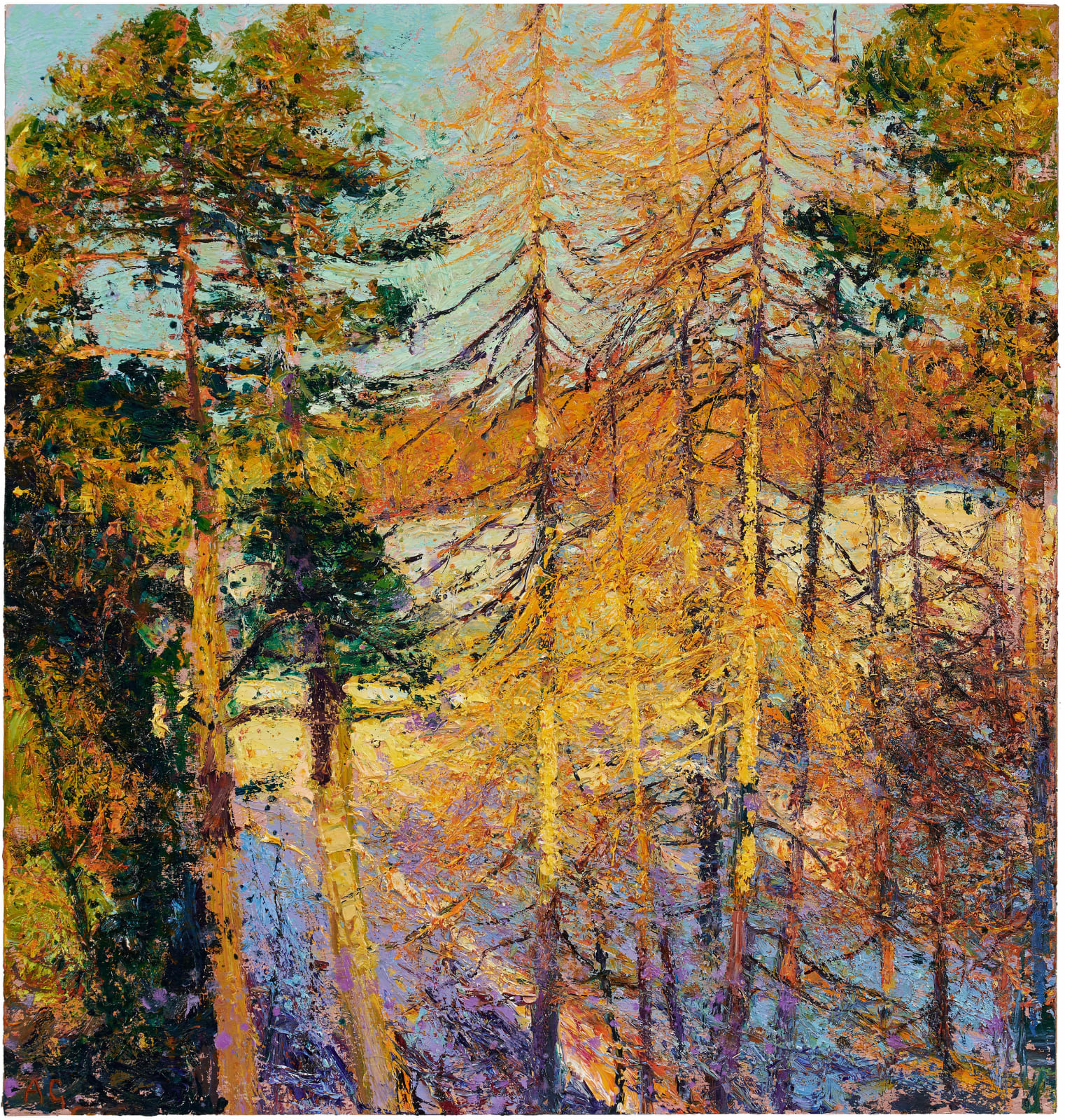 Andrew Gifford, 31. Early Morning Light on Larches with Frost Aberdeenshire, 2022