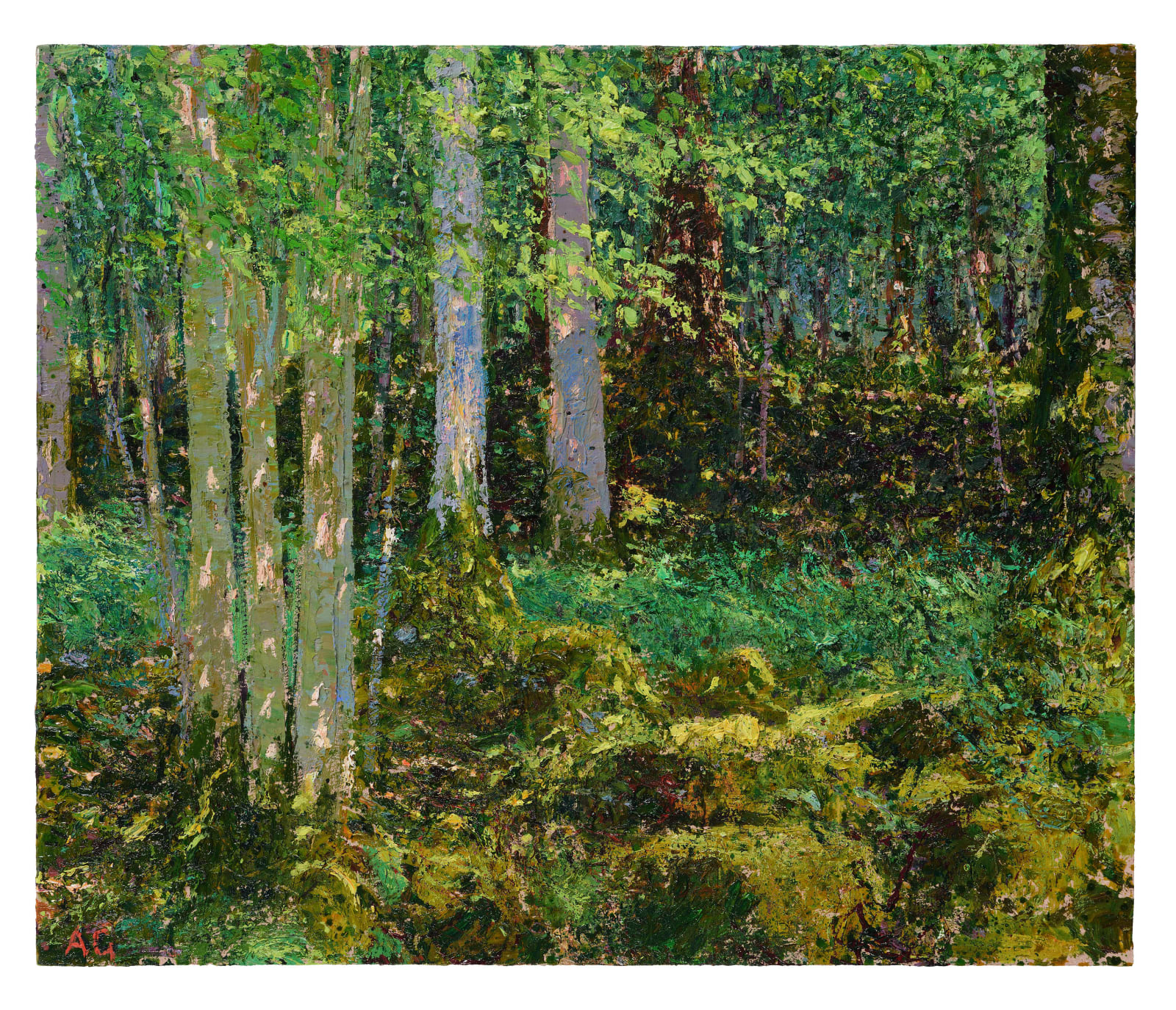 Andrew Gifford, 65. Light on Beech, Dolgellan, Ganllwyd, 2025