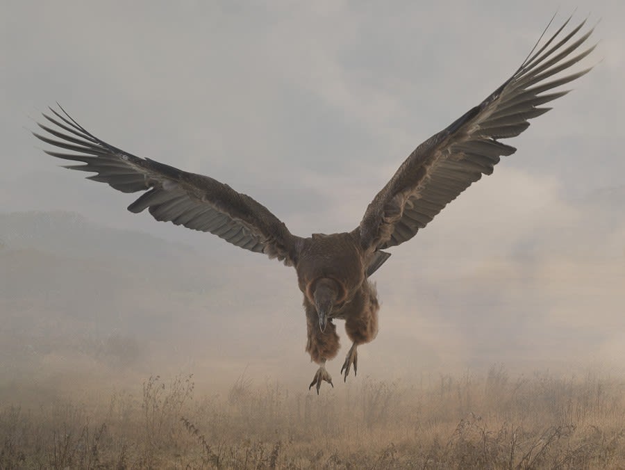Rory Carnegie, Moccas in Islay, An Andean Condor (Small)