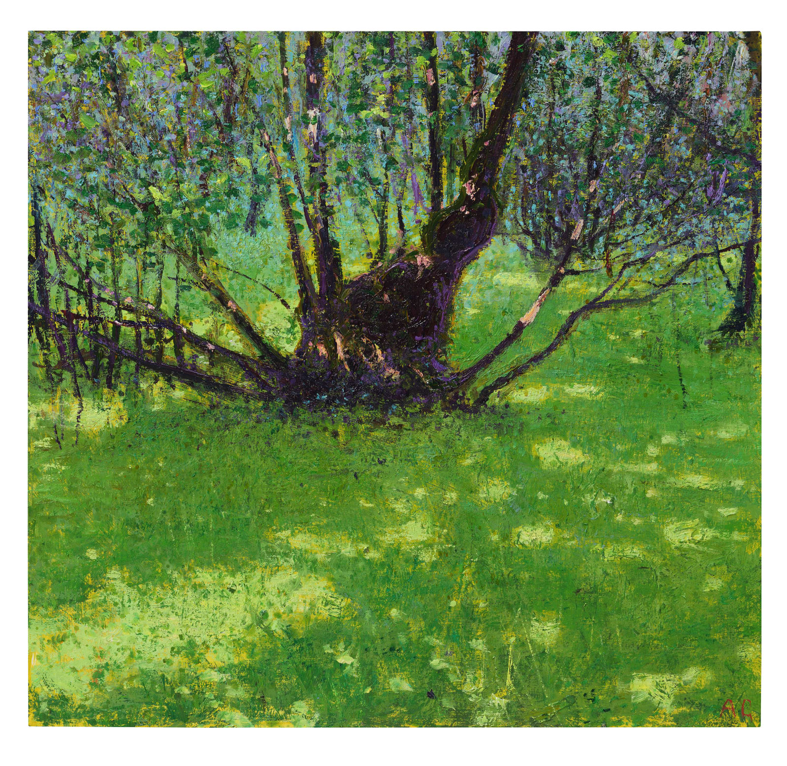 Andrew Gifford, 80. Hazel Coppice with Light on Sphagnum Moss Glengarriff, West Cork, 2025