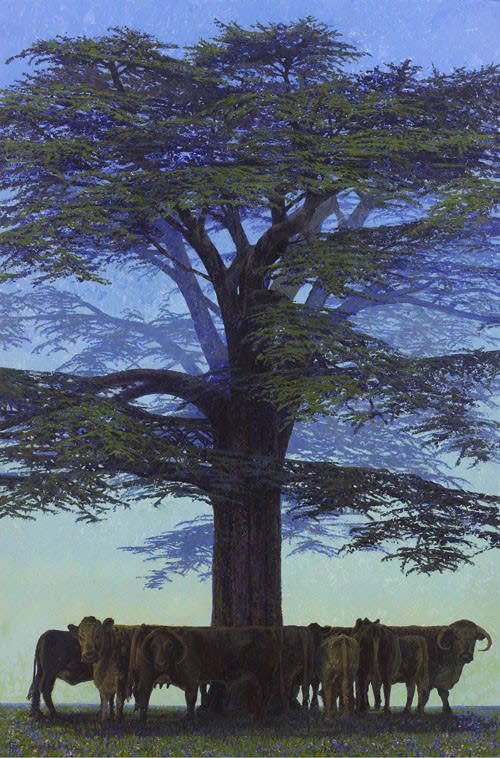 Francis Hamel, 3. Cedar with Longhorn Cattle, Rousham, Oxford, 2017