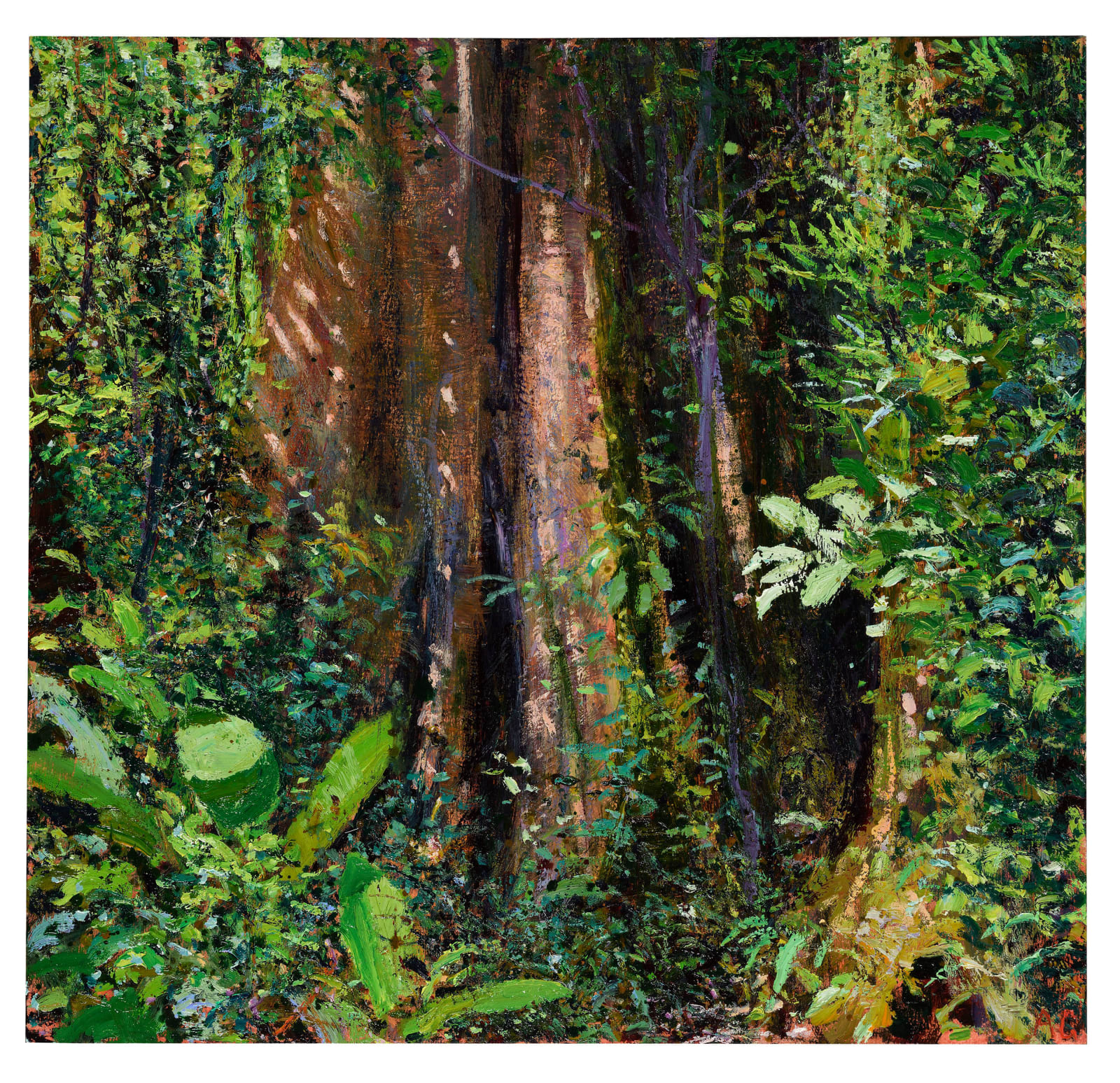 Andrew Gifford, Giant Fig, Monteverde, 2025