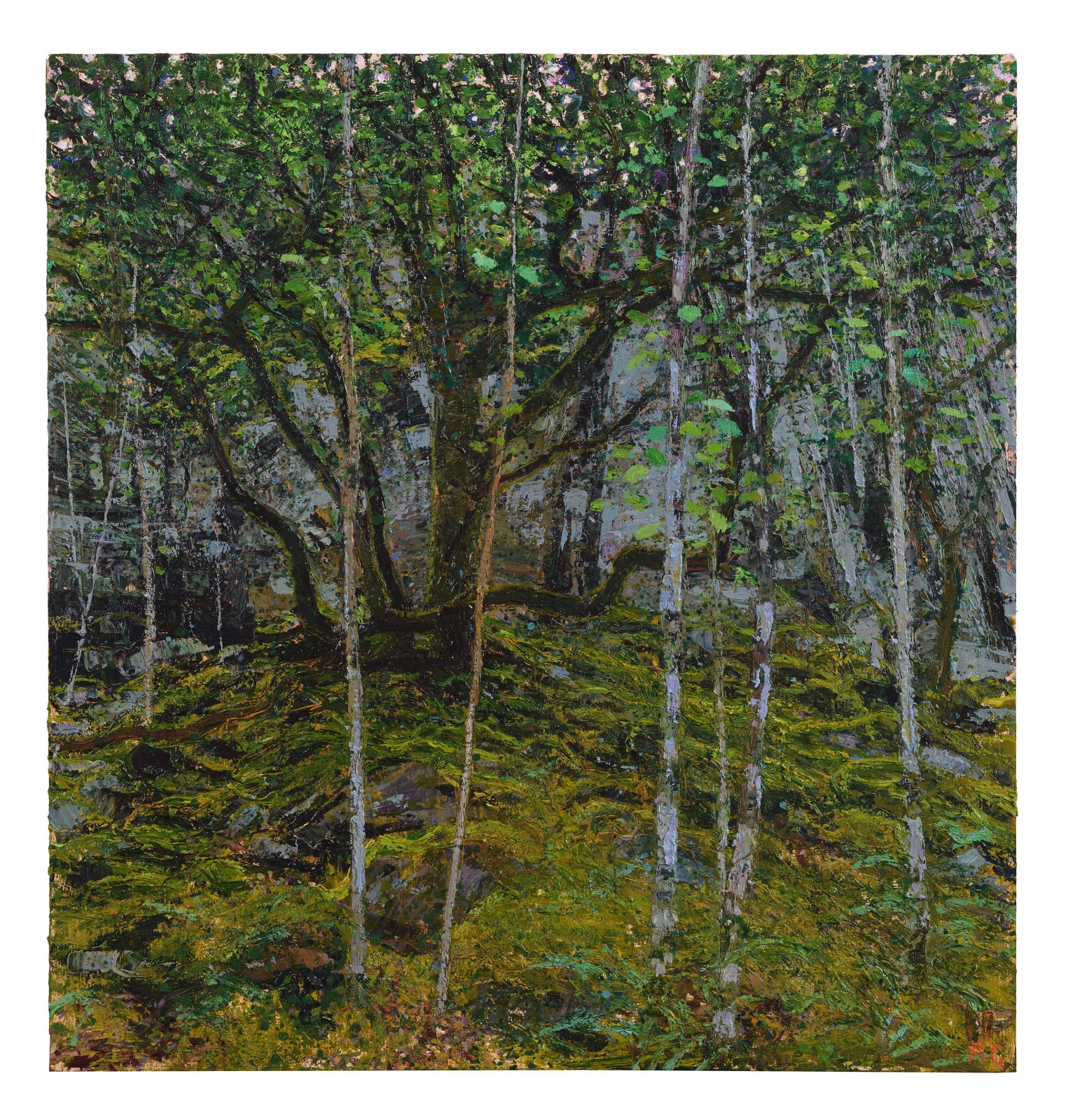 Andrew Gifford, 66. Oaks & Birch, Blaenau Ffestiniog, 2025
