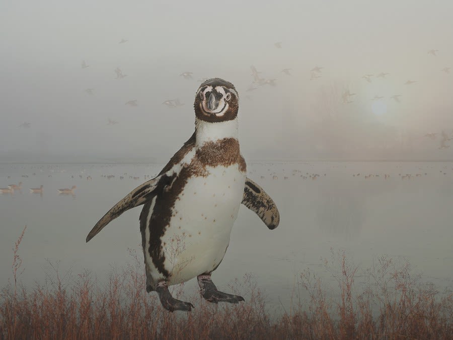 Rory Carnegie, Stephen in Port Meadow, Humboldt Penguin (Small)