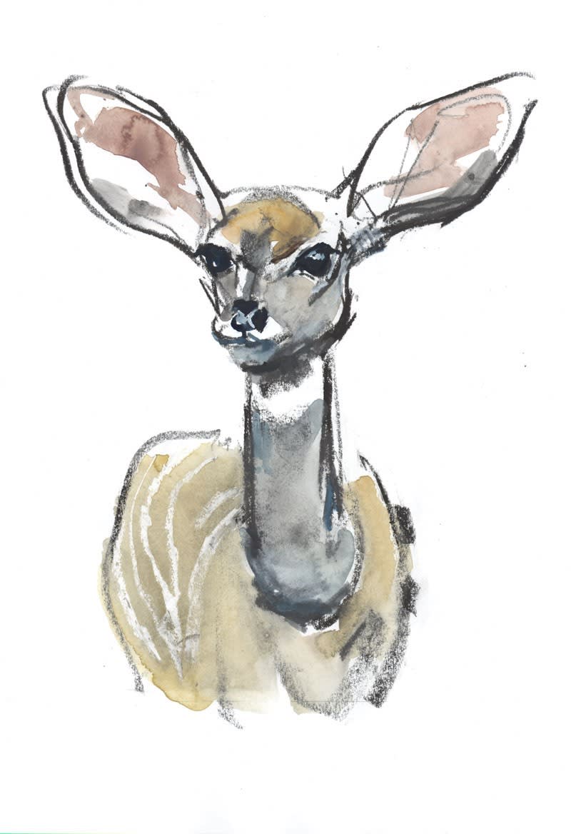 Mark Adlington, Kudu Fawn, Sarara, 2018