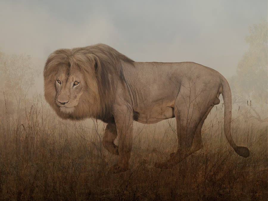 Rory Carnegie, Grompie, Kalahari Lion (Large)