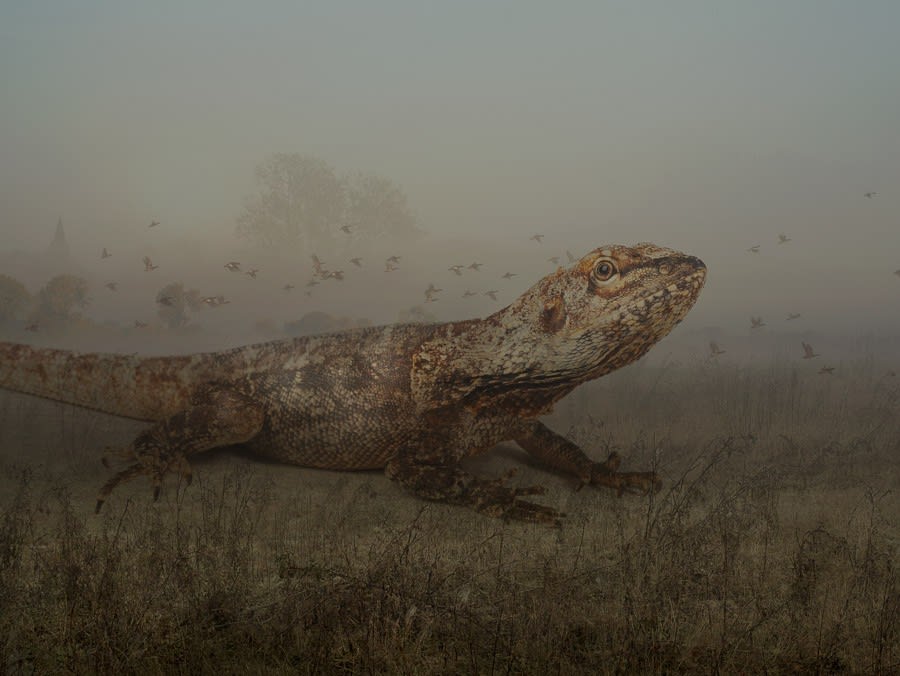Rory Carnegie, 1Colin, Frilled Lizard (Large)