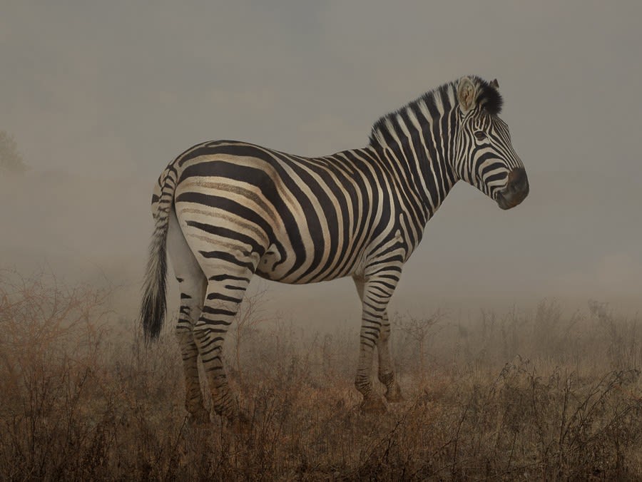 Rory Carnegie, Stella 2, Chapman Zebra