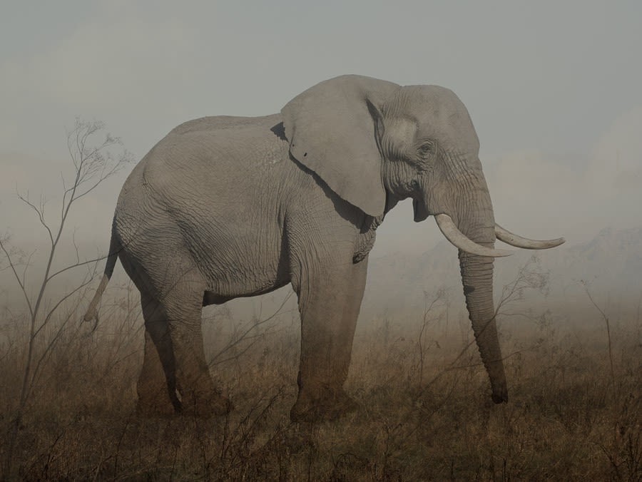 Rory Carnegie, Harry 1, African Elephant (Large)