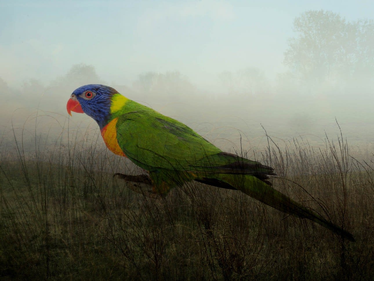 Rory Carnegie, Iris, Swainson's Lorikeet (Large)