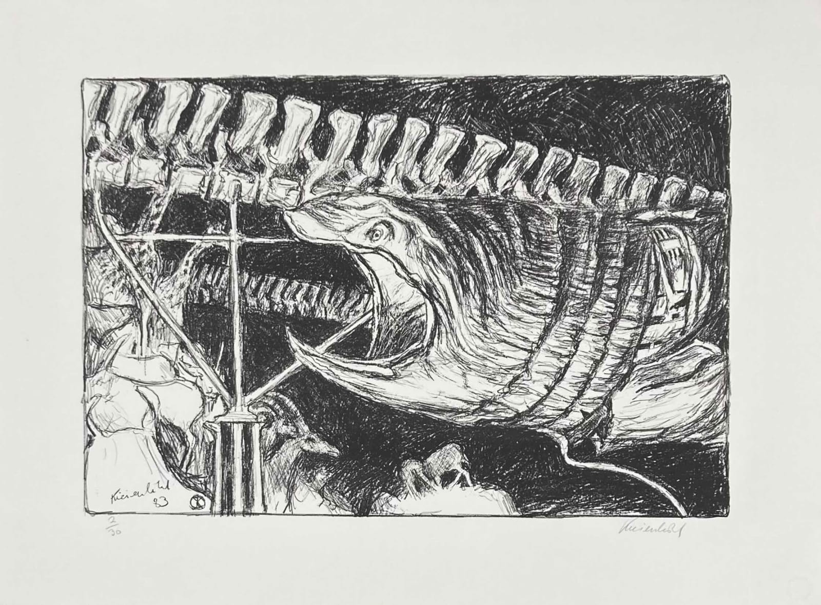 Jürg Kreienbühl, Requin et colonne vertébrale de baleine, 1983