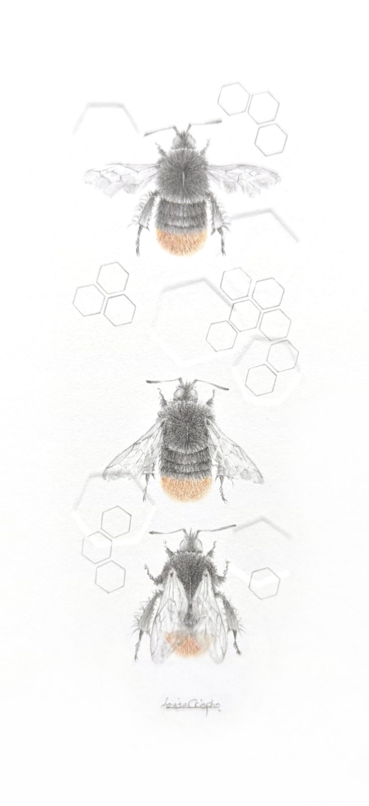 Louisa Crispin, Red Tailed Bumble Bee 3.43e