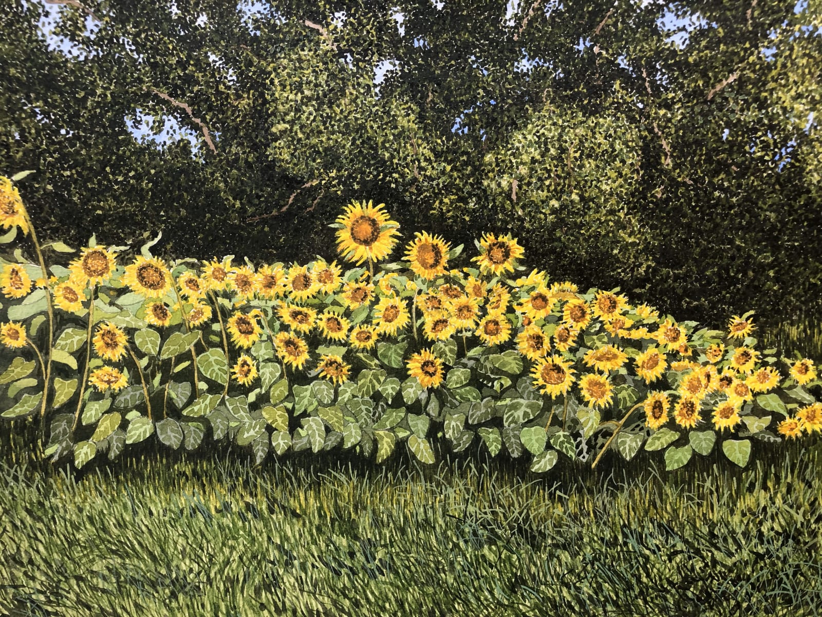 John Davies, A Late Crop of Sunflowers near St Martial de Viveyrol, Dordogne (I)