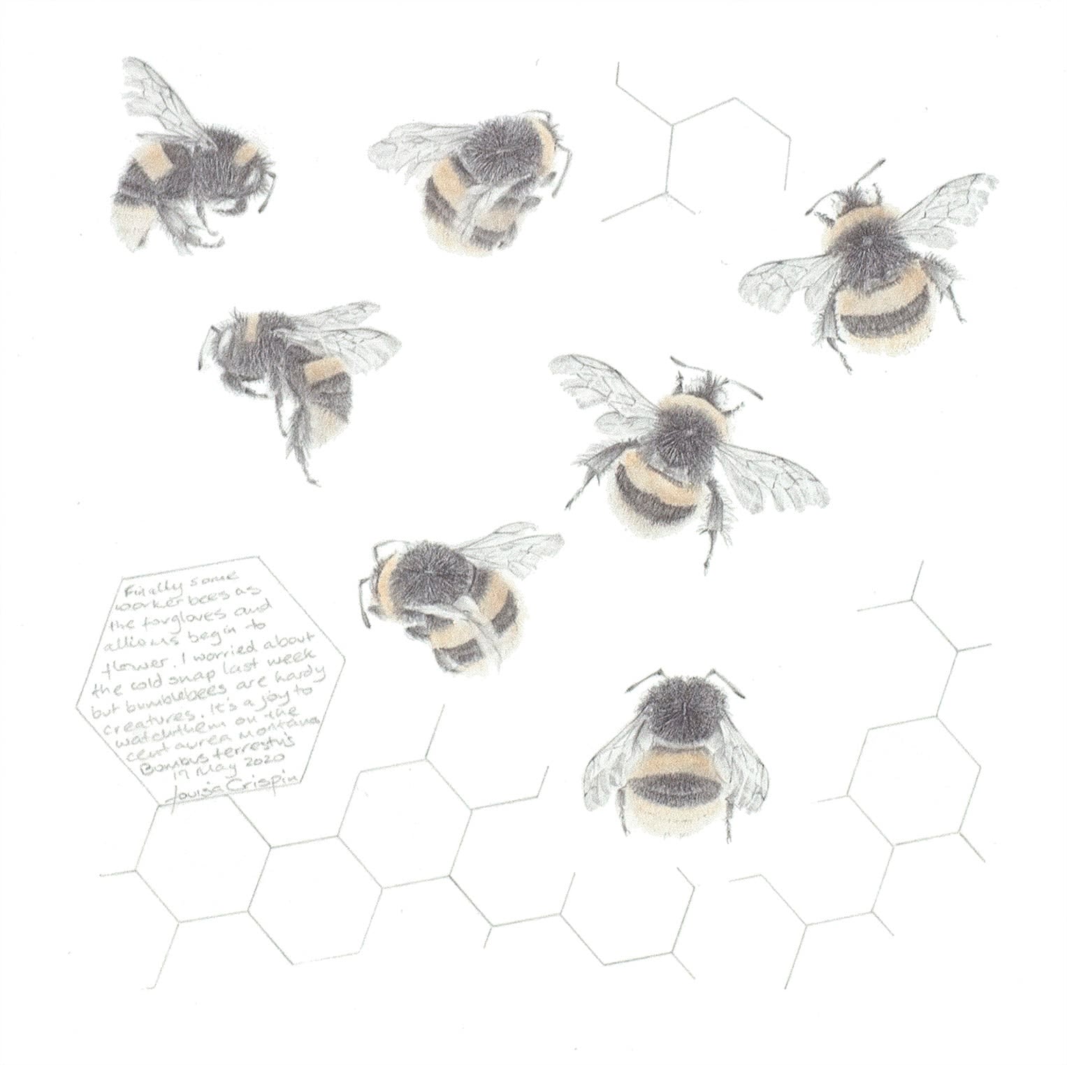 Louisa Crispin, Study of a Bumblebee 032