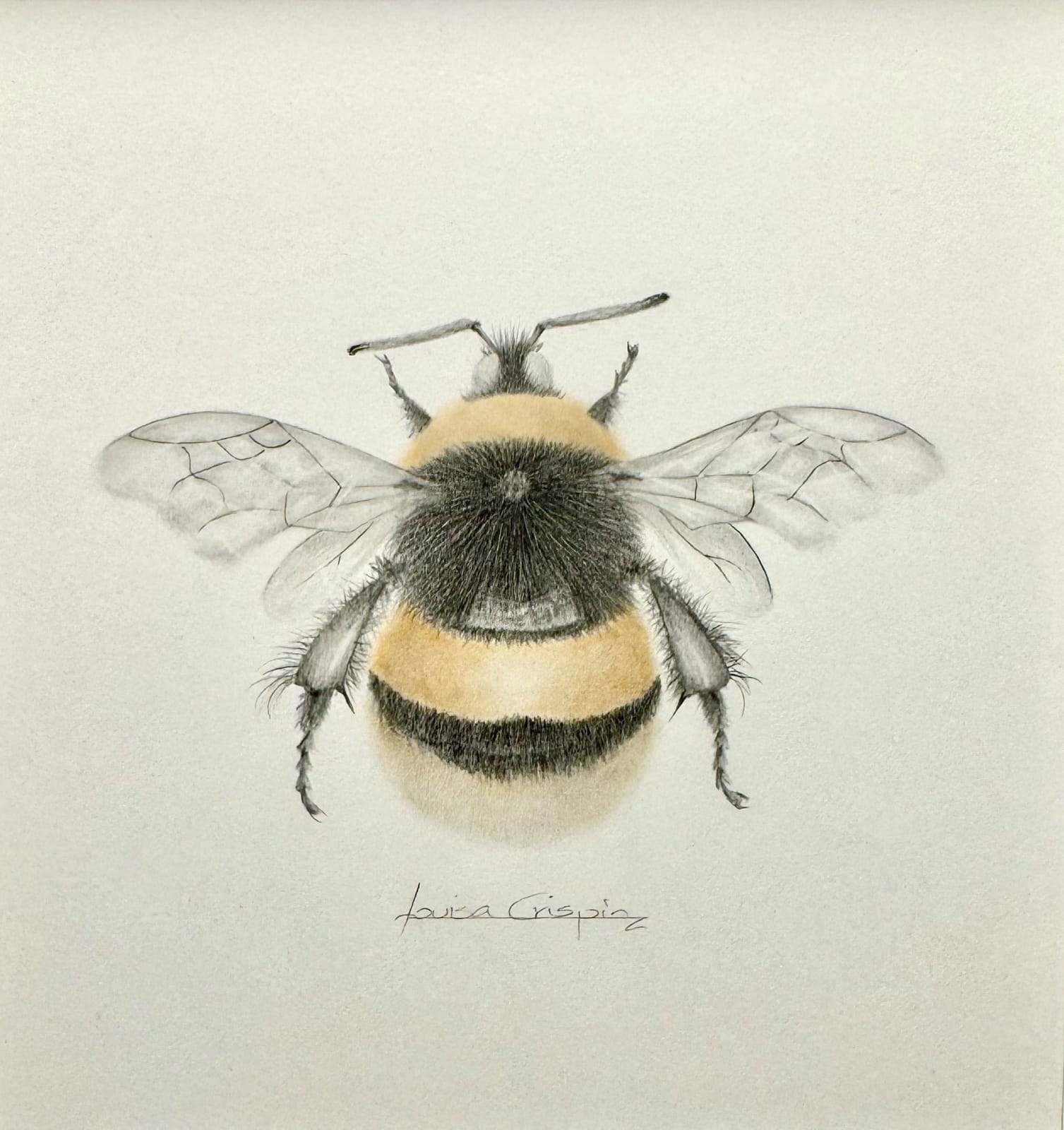 Louisa Crispin, Bumble Bee xvii