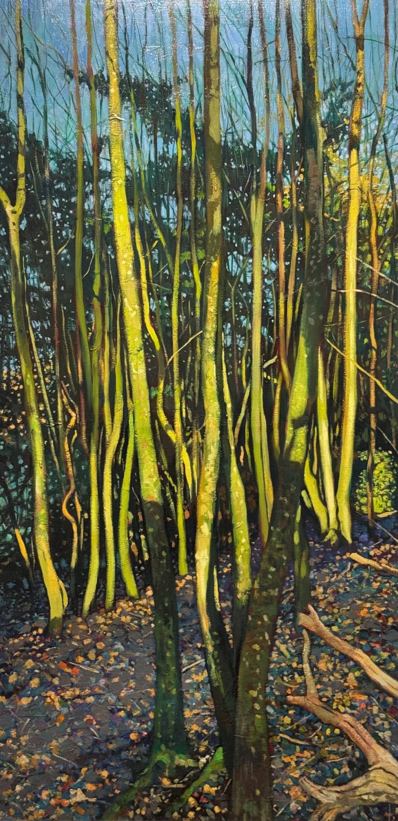 Haydn Cottam, Tall Trees