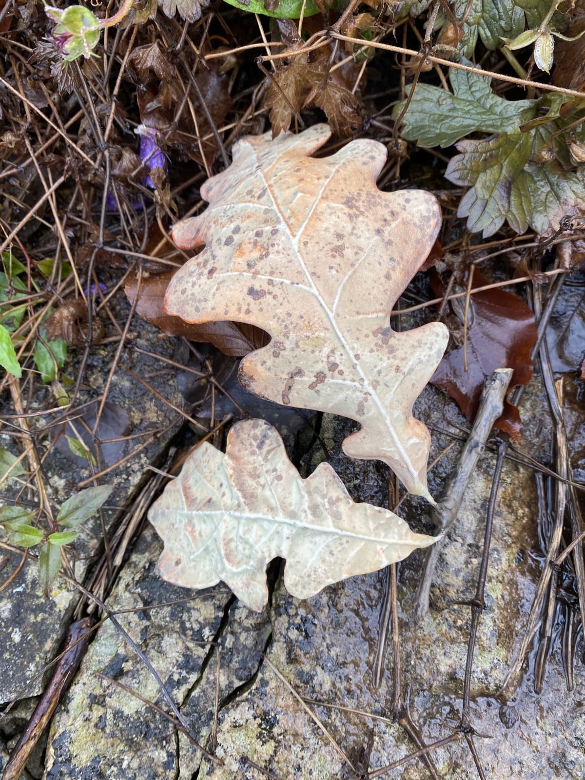 Penkridge Ceramics, Oak leaf double brown - medium/ large