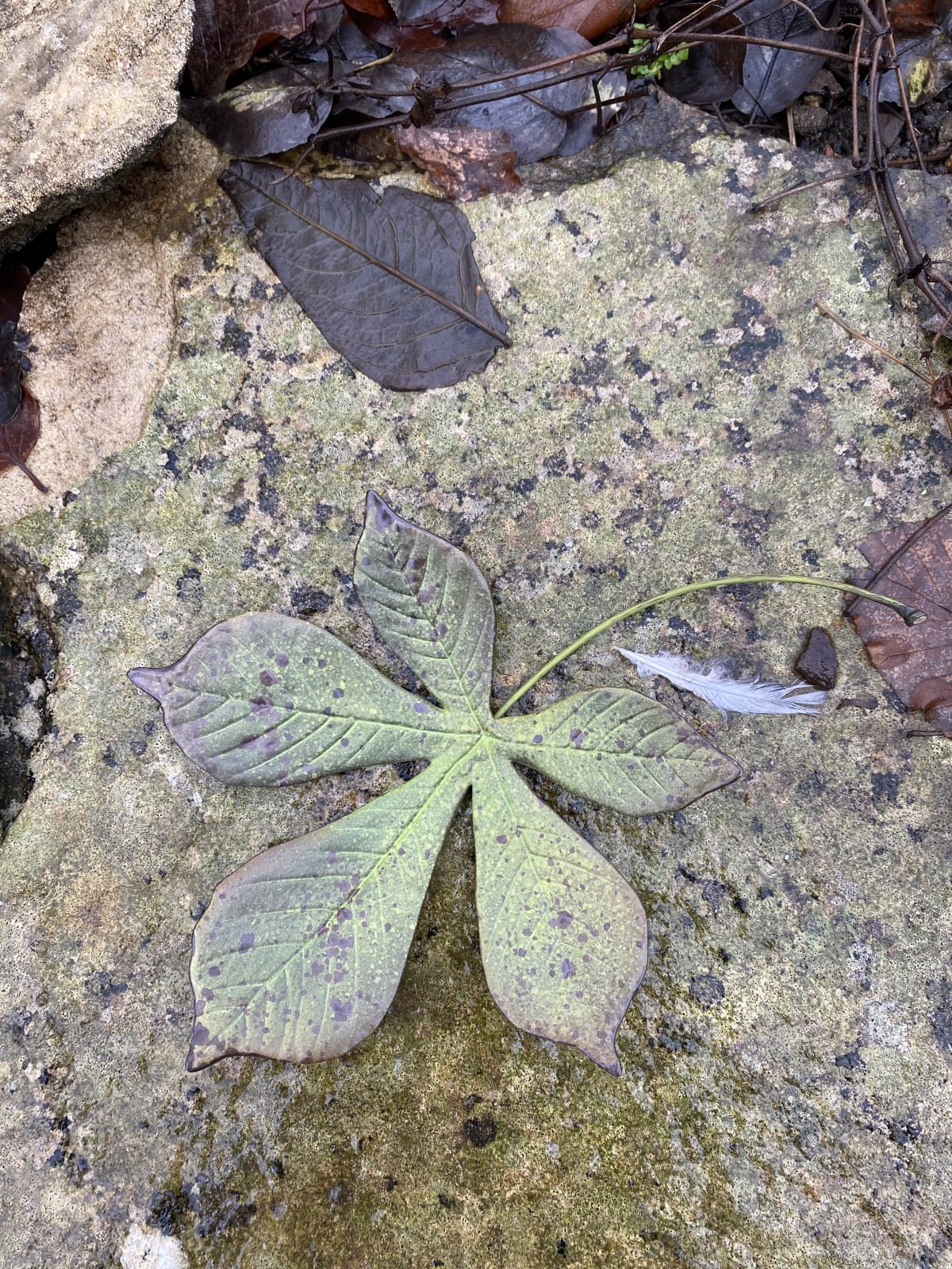 Penkridge Ceramics, Medium Horsechestnut leaf