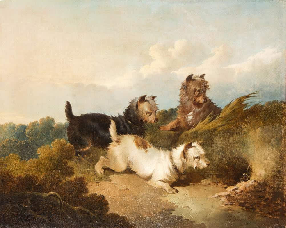 Paul Jones, Sporting Terriers