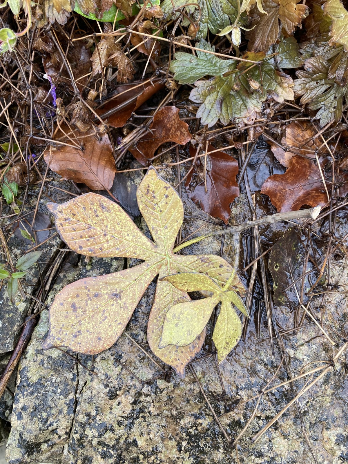 Penkridge Ceramics, Double Horse chestnut leaf - tiny & medium SOLD