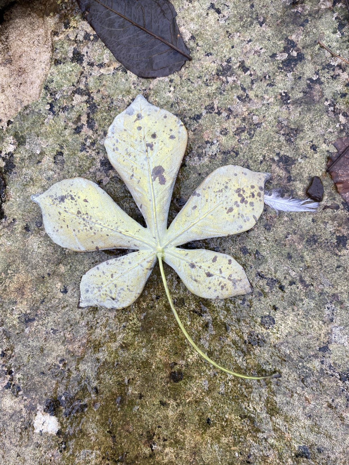 Penkridge Ceramics, Medium Horsechestnut leaf