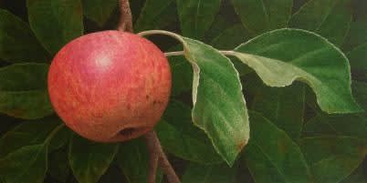 Nigel Ashcroft, Apple