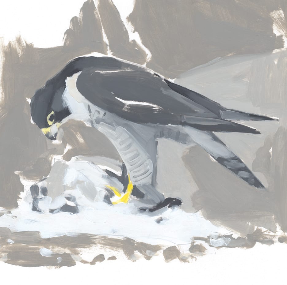 Esther Tyson, The kill (Peregrine)