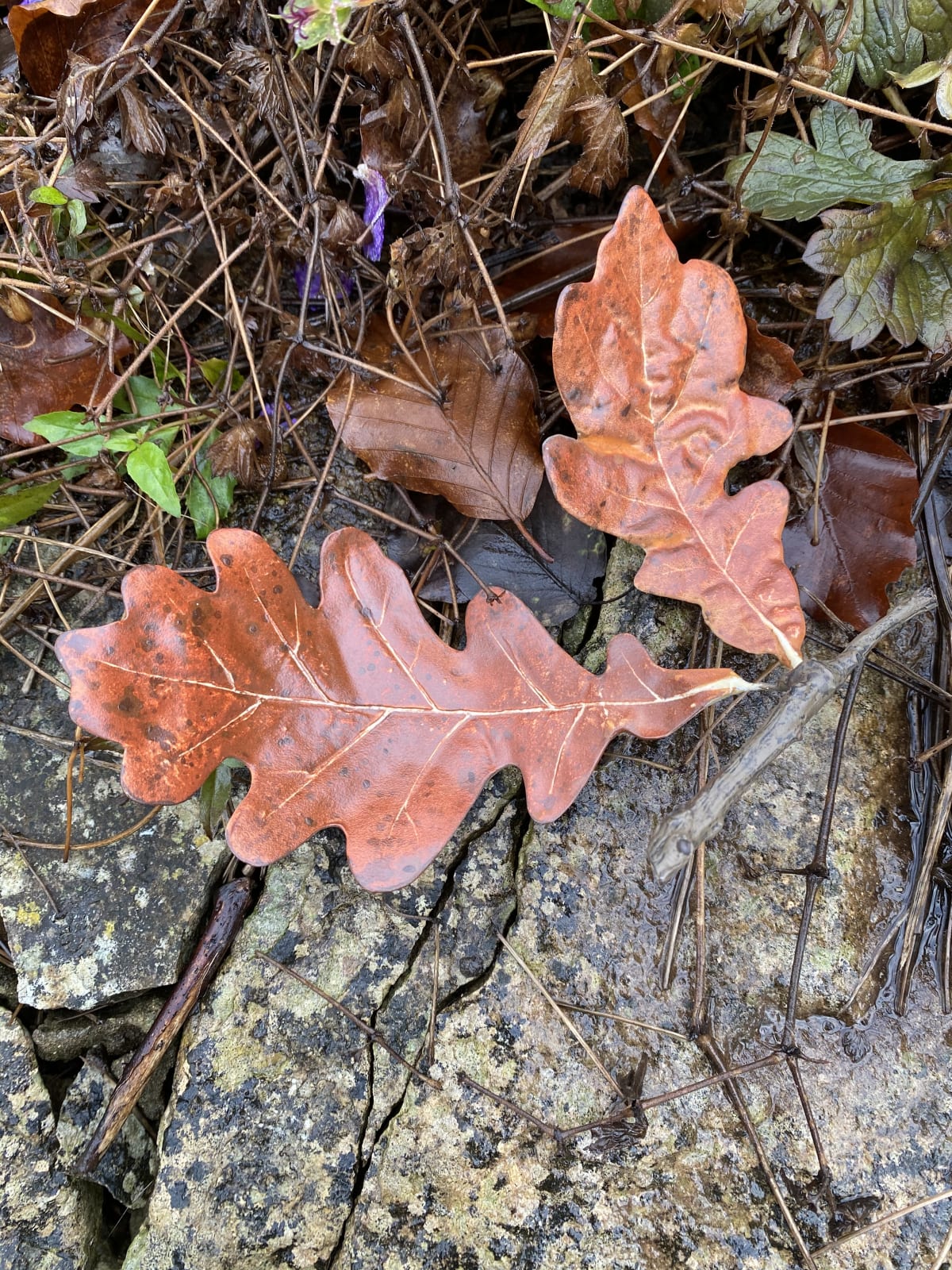 Penkridge Ceramics, Oak leaf double brown - medium/ large