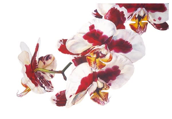 Rosie Sanders, Phalaenopsis - Elegant Polka Dots