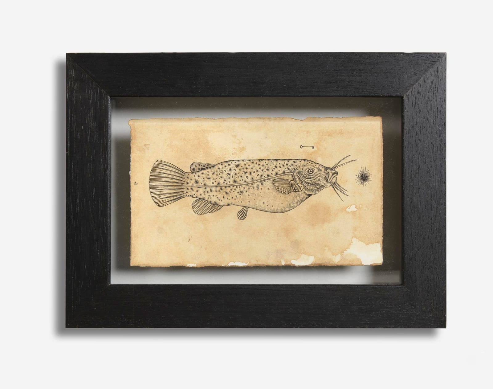 Andrea Collesano, Electrica, 2018