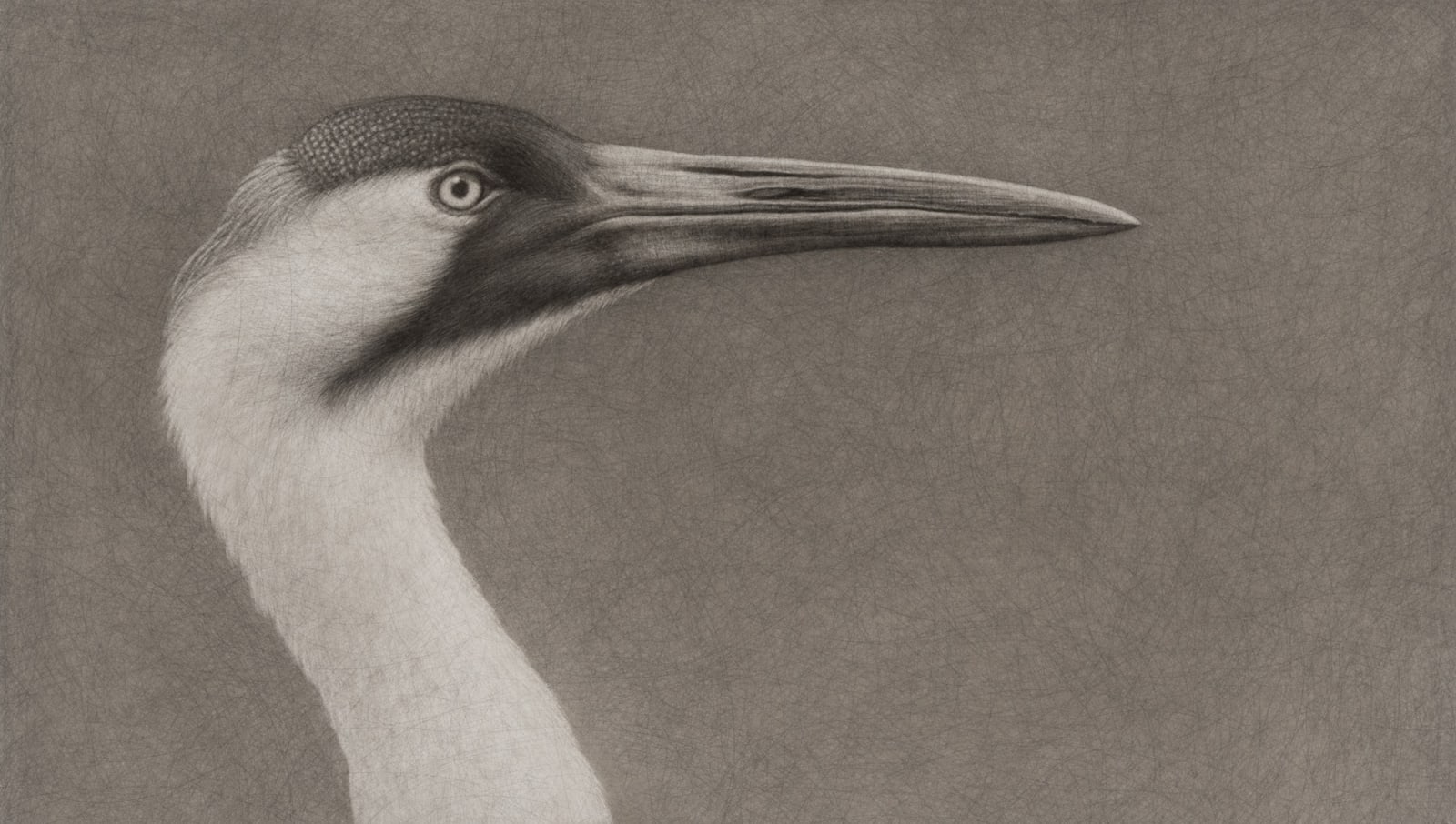 Lee Andre, Whooping Crane, 2024