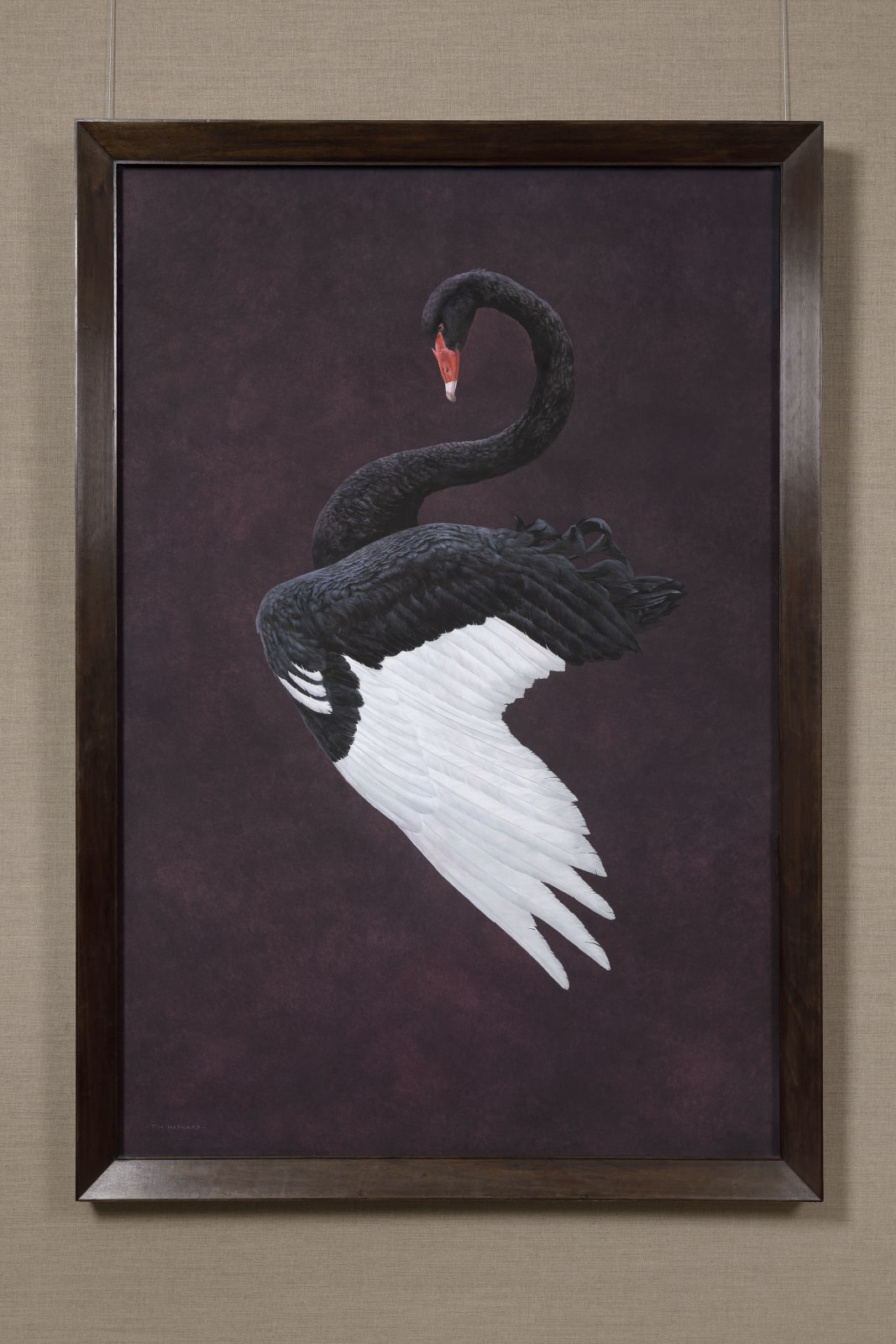 Tim Hayward, Black Swan - Aubergine, 2020