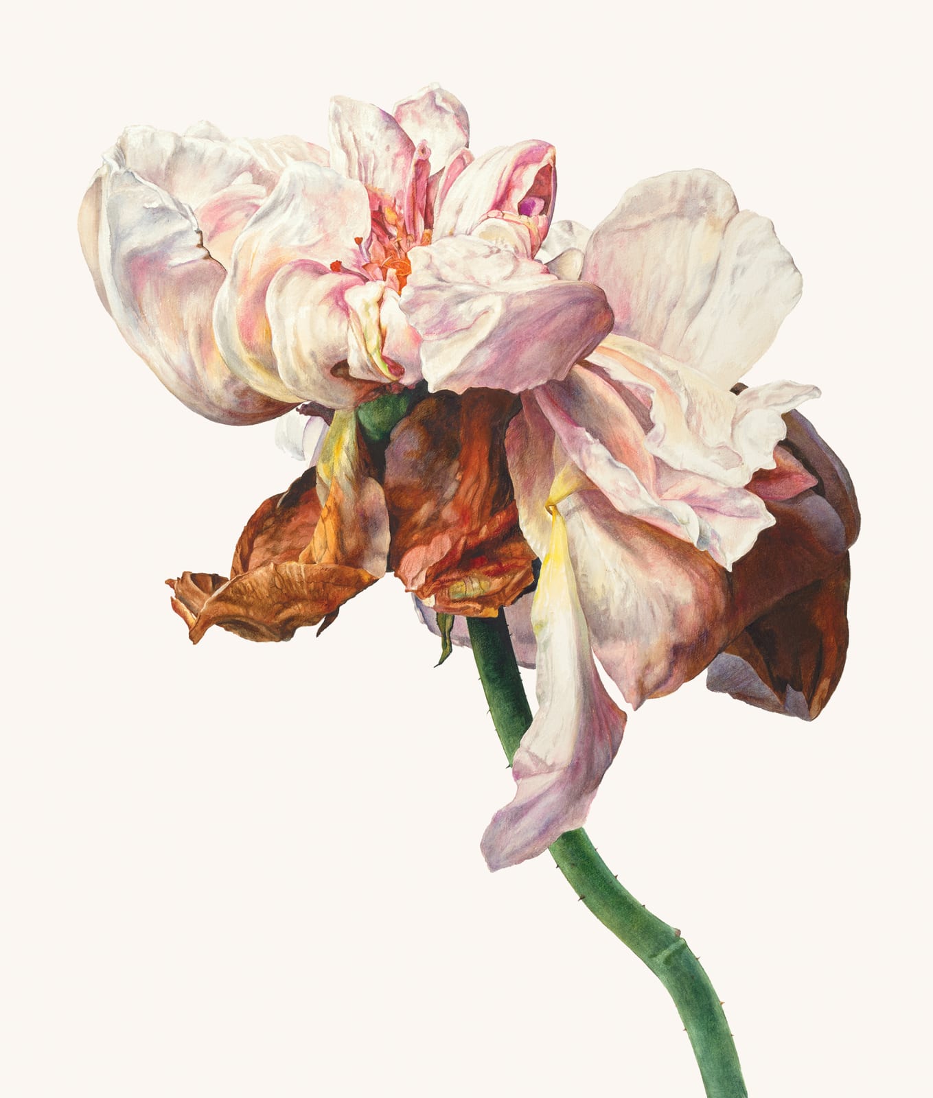 Rosie Sanders, A Shropshire lad