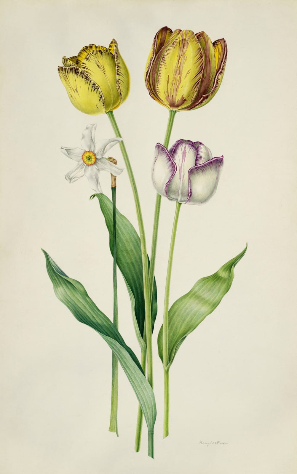 Rory McEwen (1932-1982), James Wild, Sir Joseph Paxton and Adonis Tulips with Narcissus