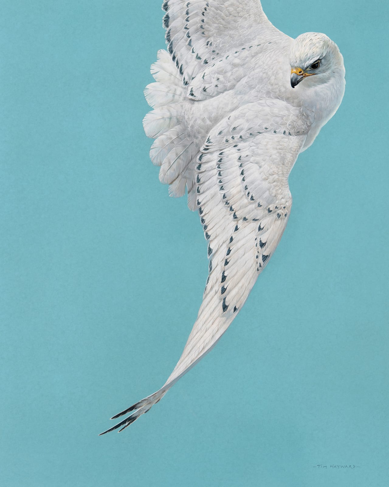 Tim Hayward, Gyr Falcon