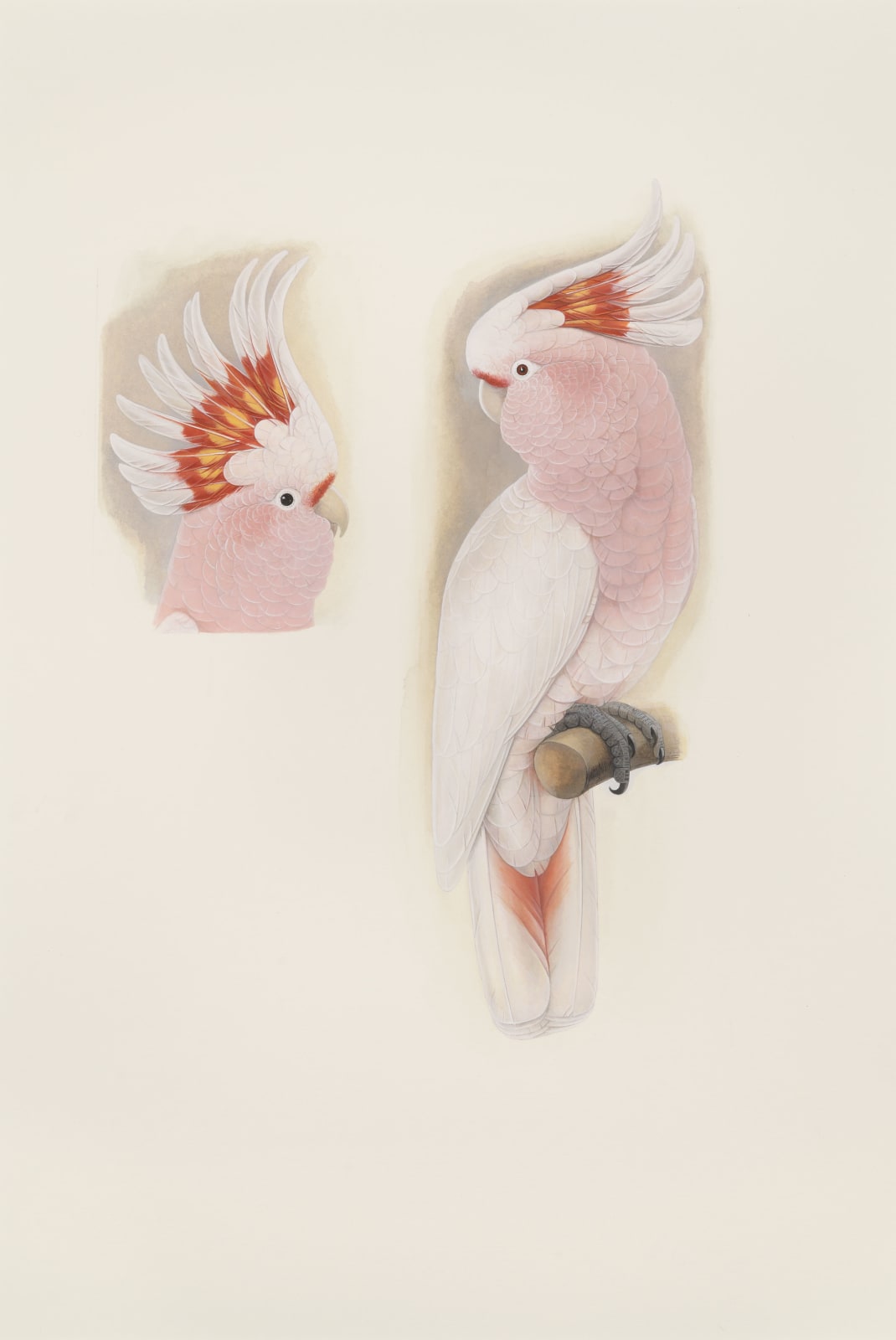 Elizabeth Butterworth, Leadbeater's Cockatoo, 2021