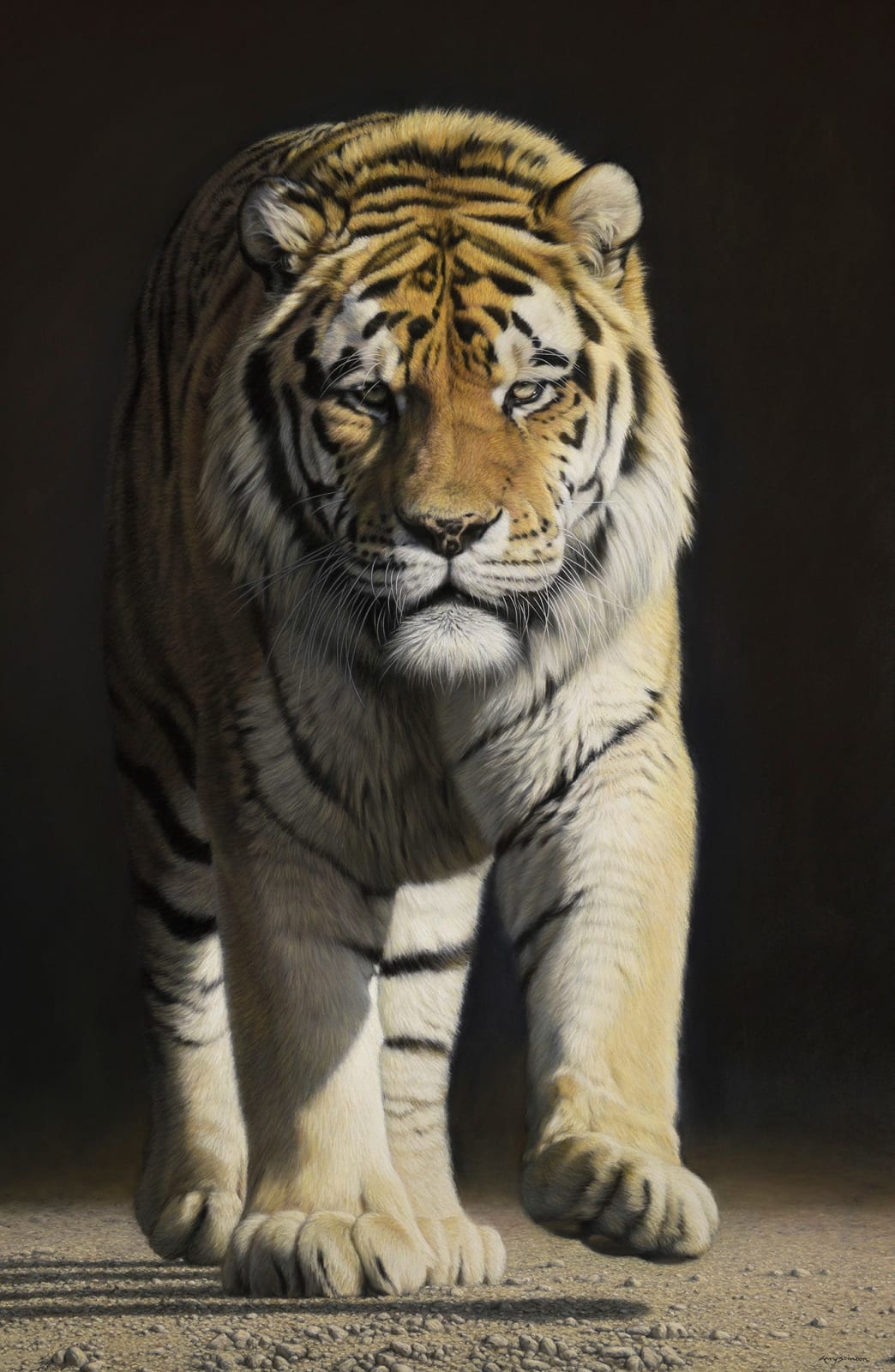 Gary Stinton, Amur Tiger Looming Large, 2021