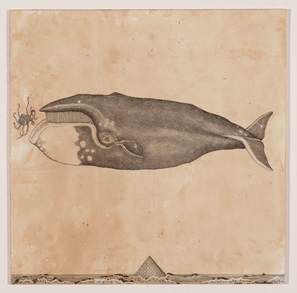 Andrea Collesano, BALAENA MYSTICETUS (Whale), 2025