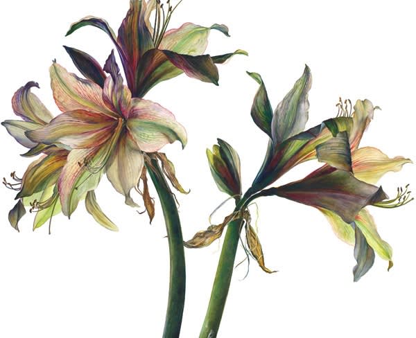 Rosie Sanders, Amaryllis Fledermaus