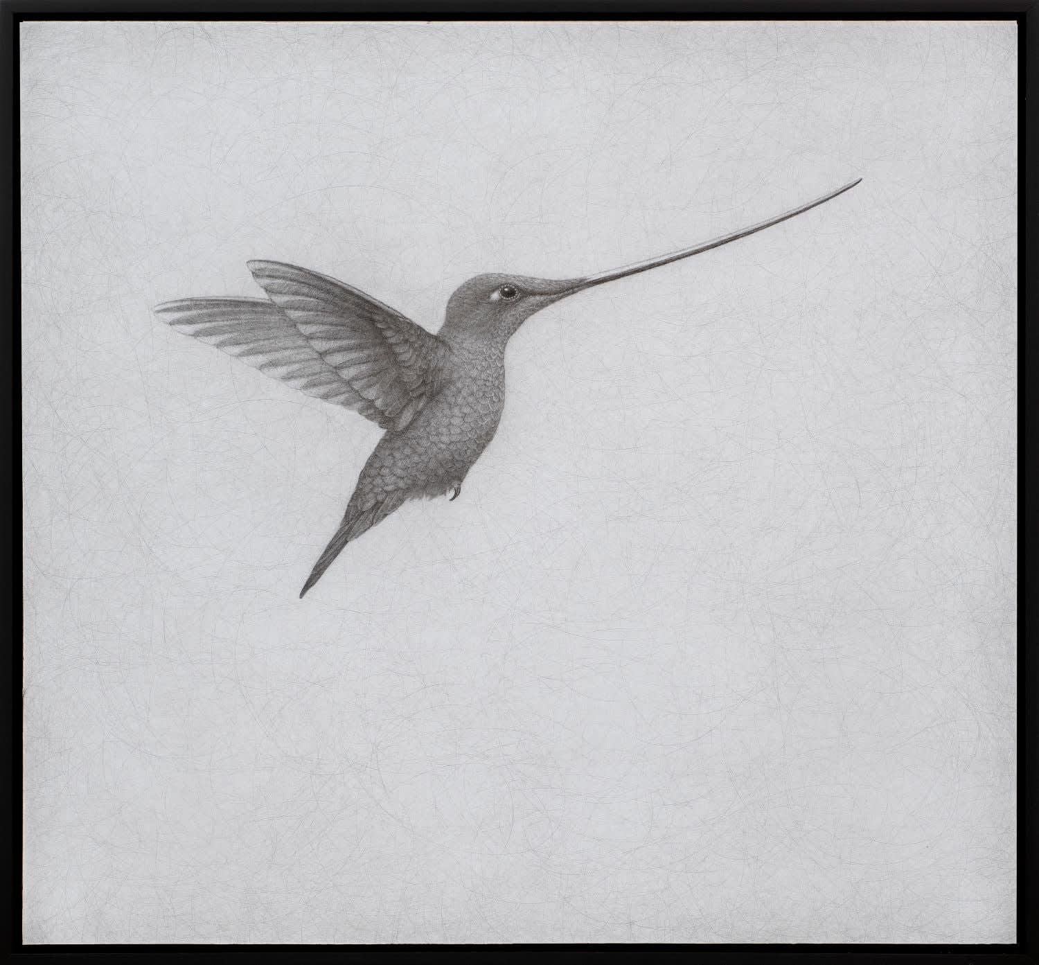 Lee Andre, Sword-billed Hummingbird , 2024