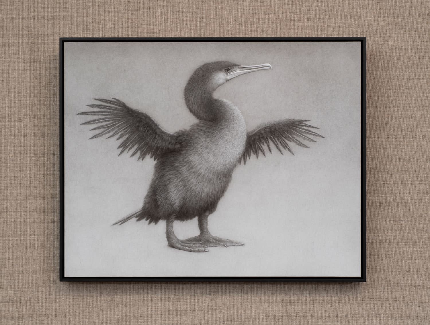 Lee Andre, Flightless Cormorant , 2024