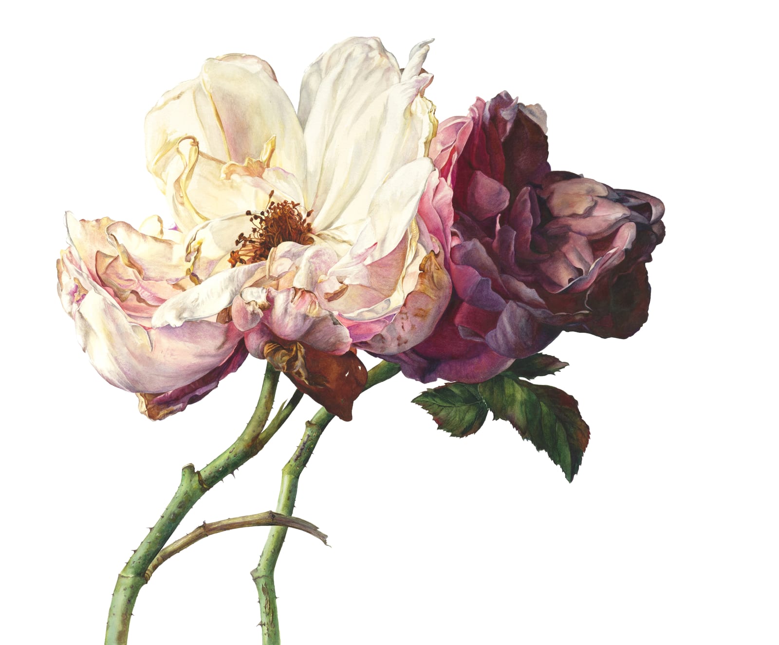 Rosie Sanders, Song of the earth