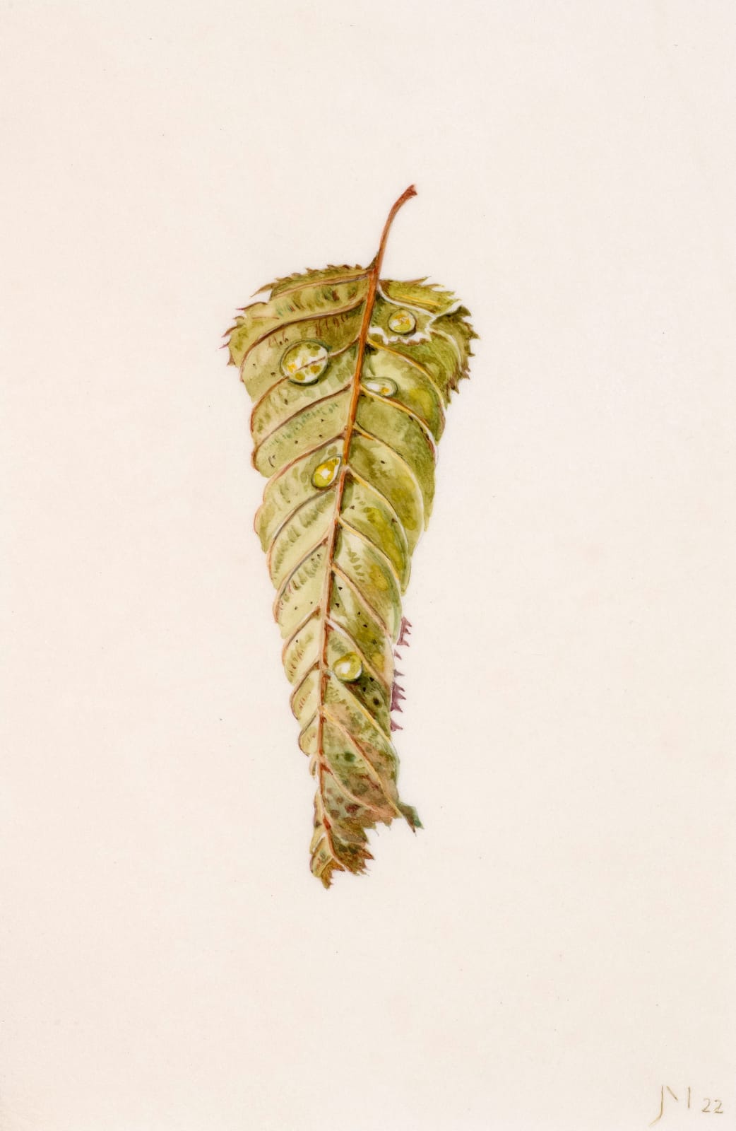 Janet Marsh, Carpinus petulis hornbeam, 2022