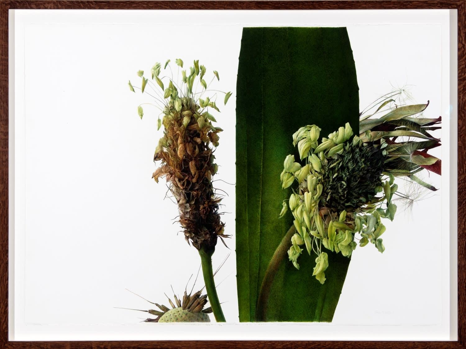 Fiona Strickland, Urban Habitat